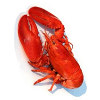Ծովախեցգետին - Լոբստեռ / Лобстер /Lobster